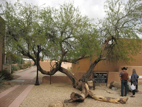A large, twisted tree with green leaves beside a sign reading "The Jail Tree," with two people nearby on a path.