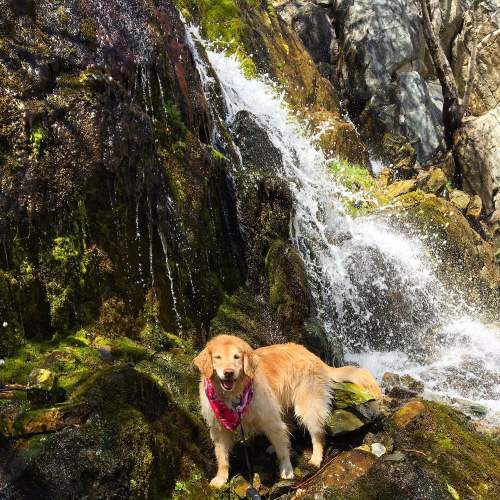 A golden retriever stands near a waterfall, surrounded by rocks and greenery, wearing a pink bandana.