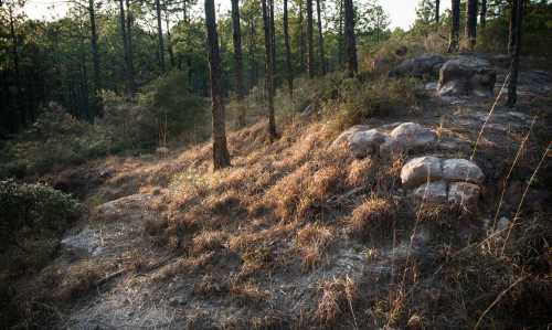 A serene forest scene with tall pine trees, rocky terrain, and dry grass illuminated by soft sunlight.