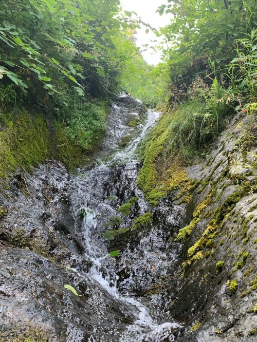 A small stream flows over a rocky, moss-covered path surrounded by lush greenery.