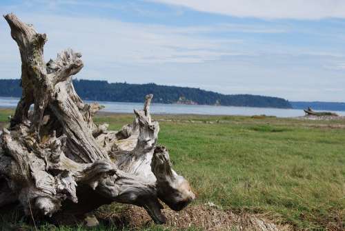 A weathered driftwood log on grassy shore, with a calm water body and distant hills under a blue sky.