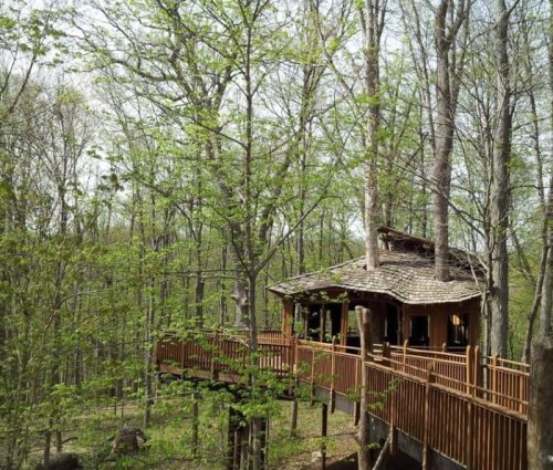 A wooden treehouse nestled among lush green trees in a serene forest setting.