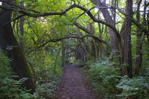 A serene forest path surrounded by lush green trees and dense foliage, creating a natural archway overhead.
