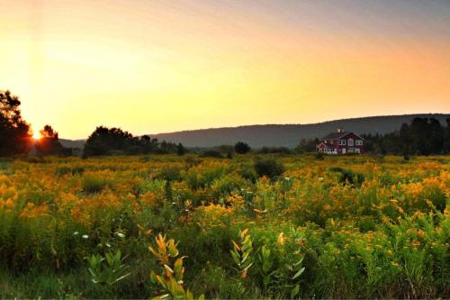 A vibrant field of yellow flowers at sunset, with a distant red house and rolling hills in the background.