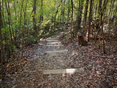 A dirt path with wooden steps leads through a lush, green forest with scattered autumn leaves.