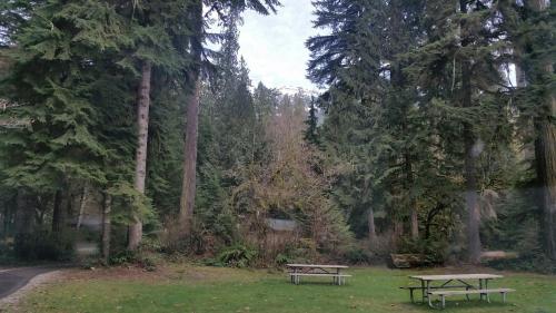 A serene forest scene with tall trees, a grassy area, and picnic tables, set against a backdrop of distant mountains.