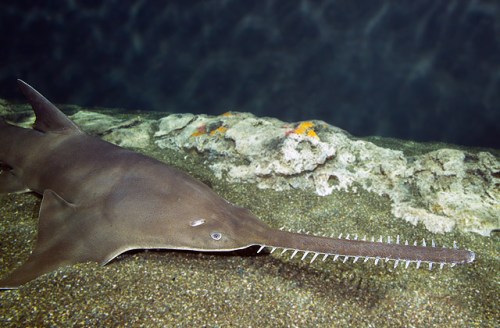 A sawfish swims near the ocean floor, showcasing its long, serrated snout and smooth, brown body.