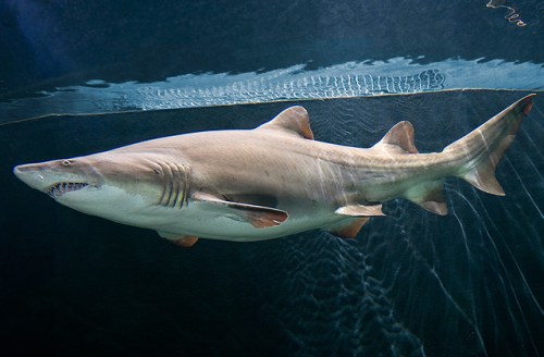 A shark swimming gracefully underwater, showcasing its sleek body and fins against a shimmering blue background.