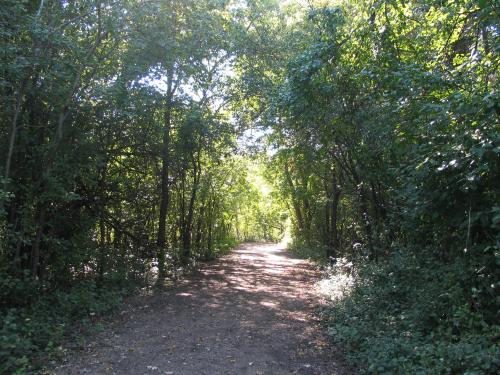 A sunlit dirt path winding through a lush, green forest with trees on either side.