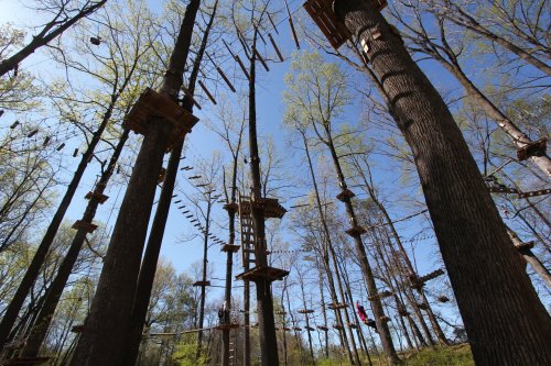 A treetop adventure park with wooden platforms and rope courses among tall trees under a clear blue sky.