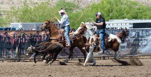 Two cowboys on horseback lasso a calf during a rodeo event, with a crowd and trailers in the background.