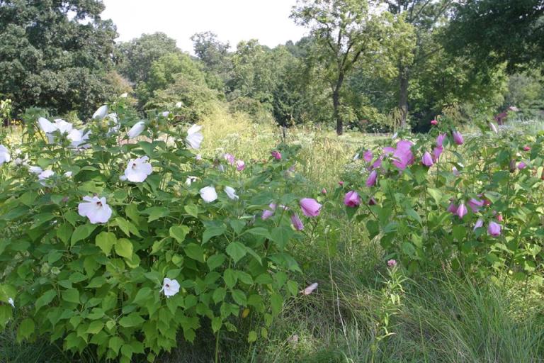 A Journey Into Nature's Quiet Symphony