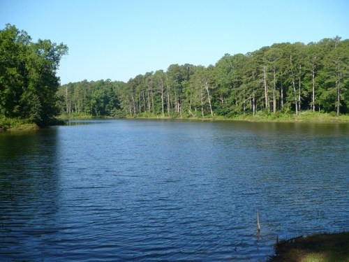 A serene lake surrounded by lush green trees under a clear blue sky.