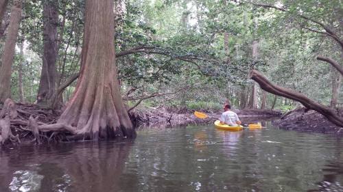 A person in a yellow kayak paddles through a serene, wooded waterway surrounded by tall trees and lush greenery.