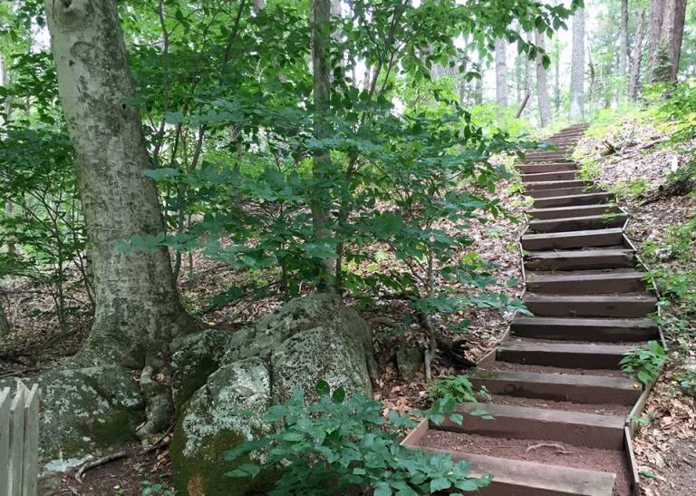 A Journey Into Nature's Quiet Symphony