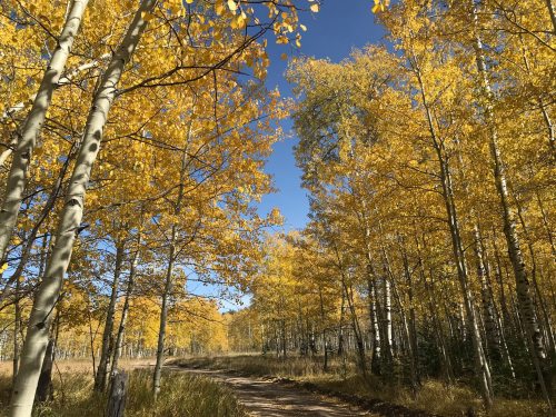 A sunlit forest path lined with vibrant yellow aspen trees under a clear blue sky.