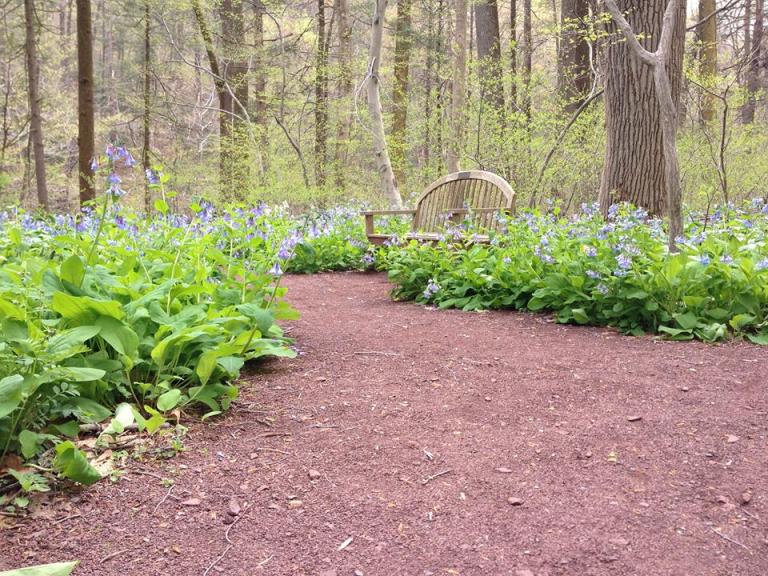 Treading the Bluebell Path