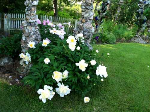 A lush garden featuring large white peonies blooming near stone structures and greenery.