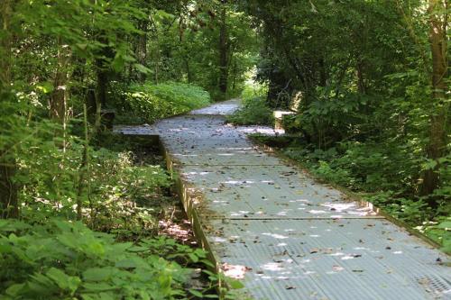A winding wooden path through a lush green forest, surrounded by trees and foliage.