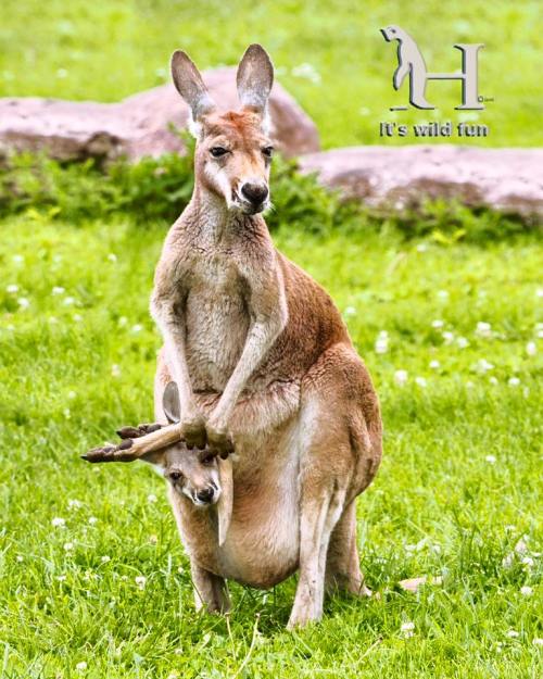 A kangaroo stands in a grassy area, with a joey peeking out from its pouch.