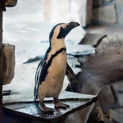 A black and white penguin stands on a rocky surface, looking to the side in a natural habitat setting.