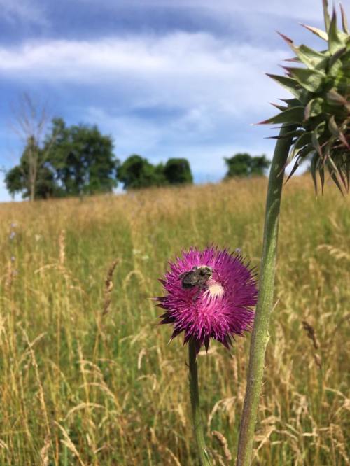 A close-up of a purple thistle flower with a bee on it, set against a grassy field and blue sky.