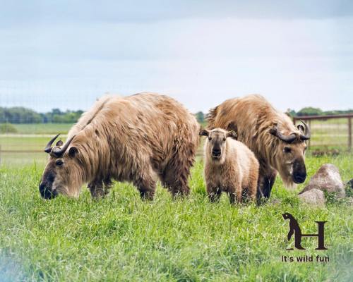 Three fluffy animals grazing in a grassy field, with a cloudy sky in the background.