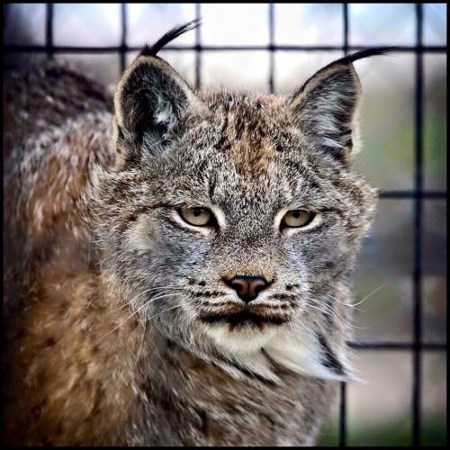 Close-up of a lynx with piercing eyes and distinctive tufted ears, set against a blurred background.