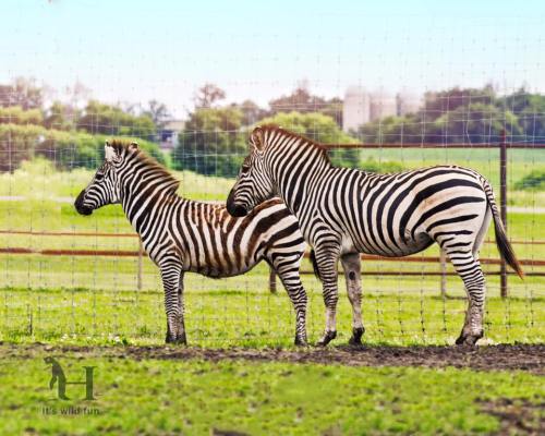 Two zebras stand side by side in a grassy field, with a fence and trees in the background.
