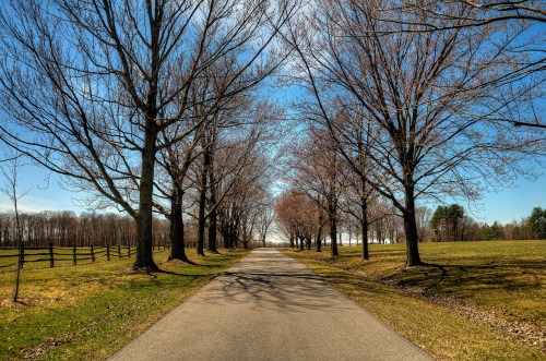 A tree-lined road stretches into the distance under a clear blue sky, with bare branches and green grass on either side.