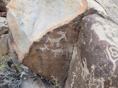 Petroglyphs on a rock surface depicting deer and other figures, surrounded by natural vegetation.