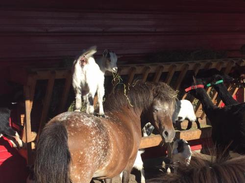 A goat stands on the back of a pony, surrounded by other goats in a barn setting.