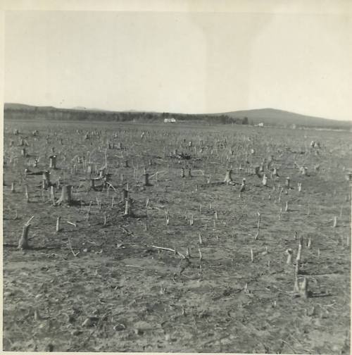 A barren landscape with stumps scattered across the ground, indicating deforestation or land clearing.