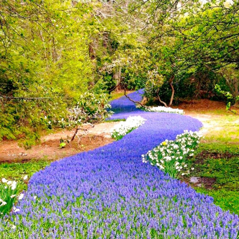 A River of Blossoms Among the Trees