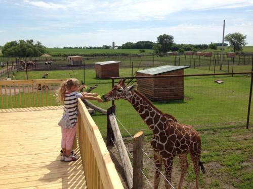 A young girl feeding a giraffe from a wooden platform at a zoo, with green fields and animal enclosures in the background.