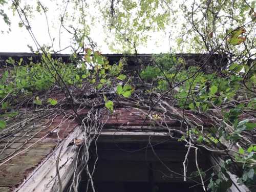 View looking up at an old building covered in vines and greenery, with a cloudy sky above.