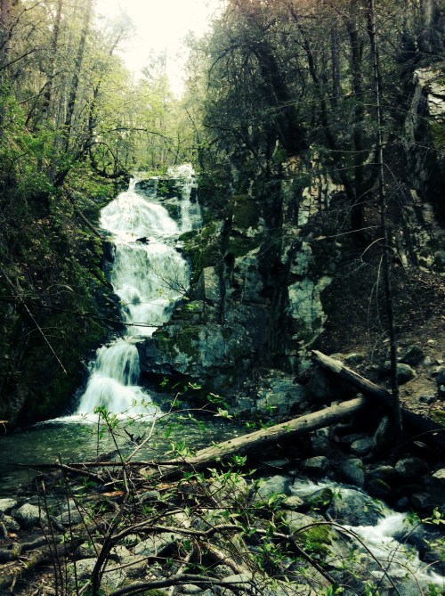 A serene waterfall cascades down rocky cliffs, surrounded by lush greenery and fallen branches in a tranquil forest setting.