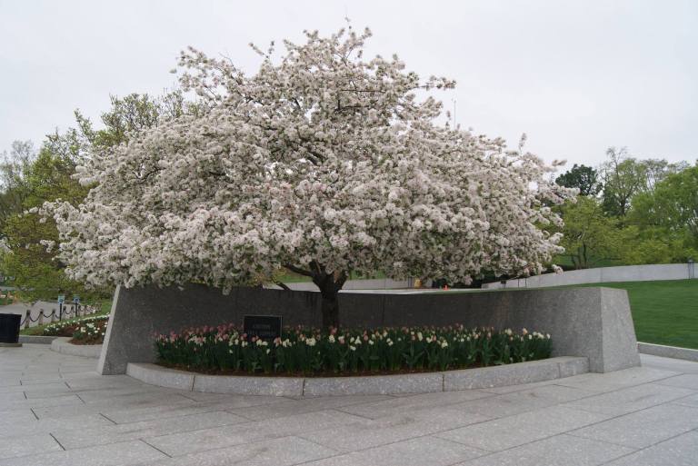 A Moment of Reflection at Arlington National Cemetery