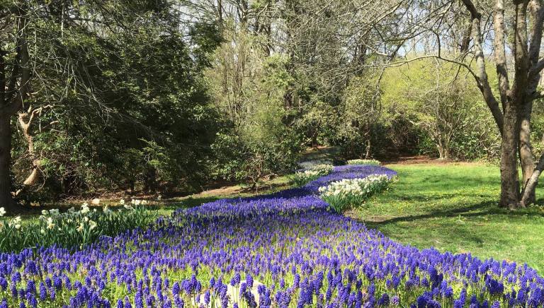 A River of Blossoms Among the Trees