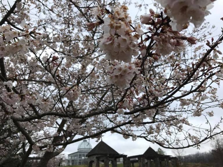 Lewis Ginter: Richmond’s Blooming Oasis