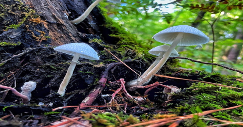 White mushrooms growing on a mossy tree trunk in a lush, green forest.