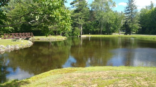 A serene pond surrounded by trees, with a wooden bridge and grassy banks under a clear blue sky.