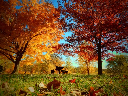 Vibrant autumn trees with orange and yellow leaves, a grassy area, and a picnic table in a sunny park setting.