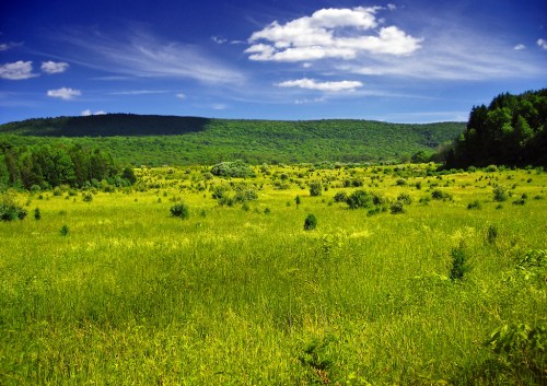 Lush green meadow under a bright blue sky with scattered clouds and distant hills in the background.