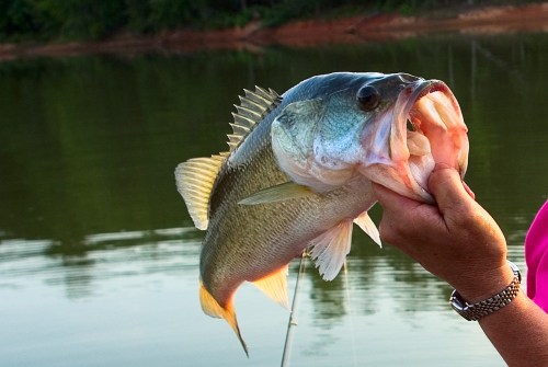 A person holds a large bass fish by the mouth, with a calm lake and greenery in the background.