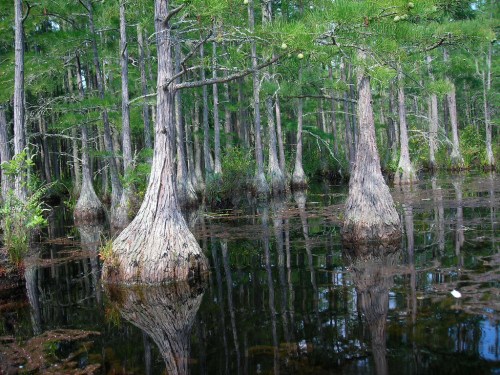 Cypress trees with distinctive knees rise from dark water, surrounded by lush greenery in a tranquil wetland setting.