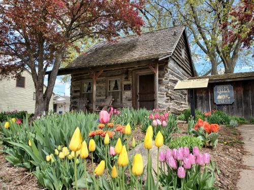 A rustic log cabin surrounded by colorful tulips and trees, with a sign indicating a historical trust.