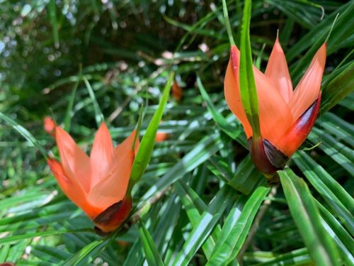 Two vibrant orange flowers with green leaves, nestled among lush greenery.