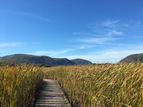 A wooden walkway through tall grasses, leading to mountains under a clear blue sky.