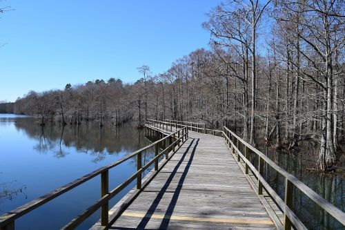 A wooden boardwalk stretches over calm water, surrounded by bare trees under a clear blue sky.